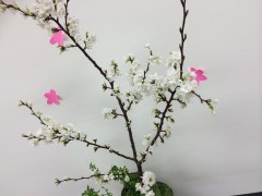 桜とさくら